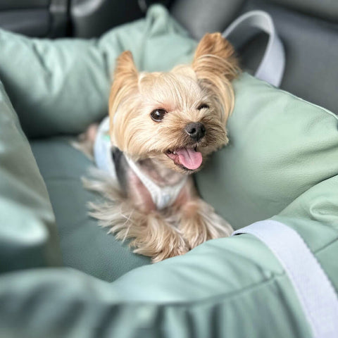 Capa de Carro para Cachorro – Proteção e Conforto na Estrada