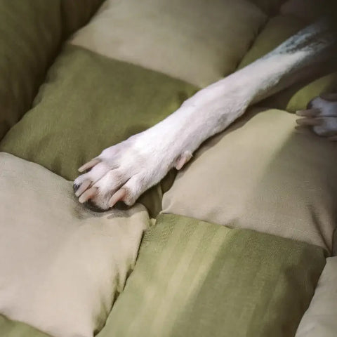 Bakåtvänd bilstol för hund – Lätt installation och stabilitet 